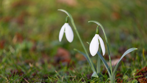 Two snowdrop flowers in bloom