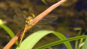 A dragonfly with translucent wings rests on a brown leaf stem in a natural outdoor setting with green foliage visible in the background.